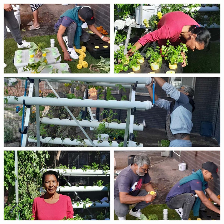 Self-sustaining practices in hydroponics cultivation, one of the pillars of the 2024 ECO UBUNTU project. Credit: AFM viceprovince.