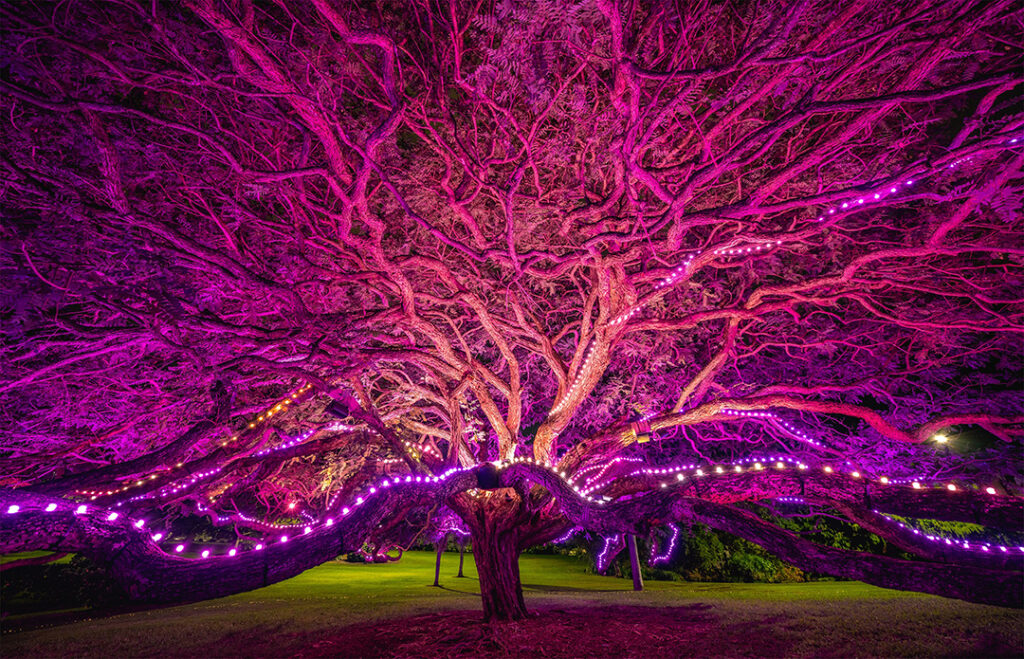 'Superorganism' by Esem Projects. Inside the canopy of the Tipuana Tipu Tree. Lie down, look up and listen to past, present, and future sounds of our fragile and complex ecosystems. Credit: Flickr.