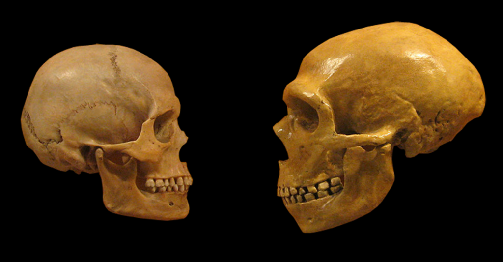 Comparison of skulls from Homo sapiens (left) and Neanderthal (right), showcasing human evolution.